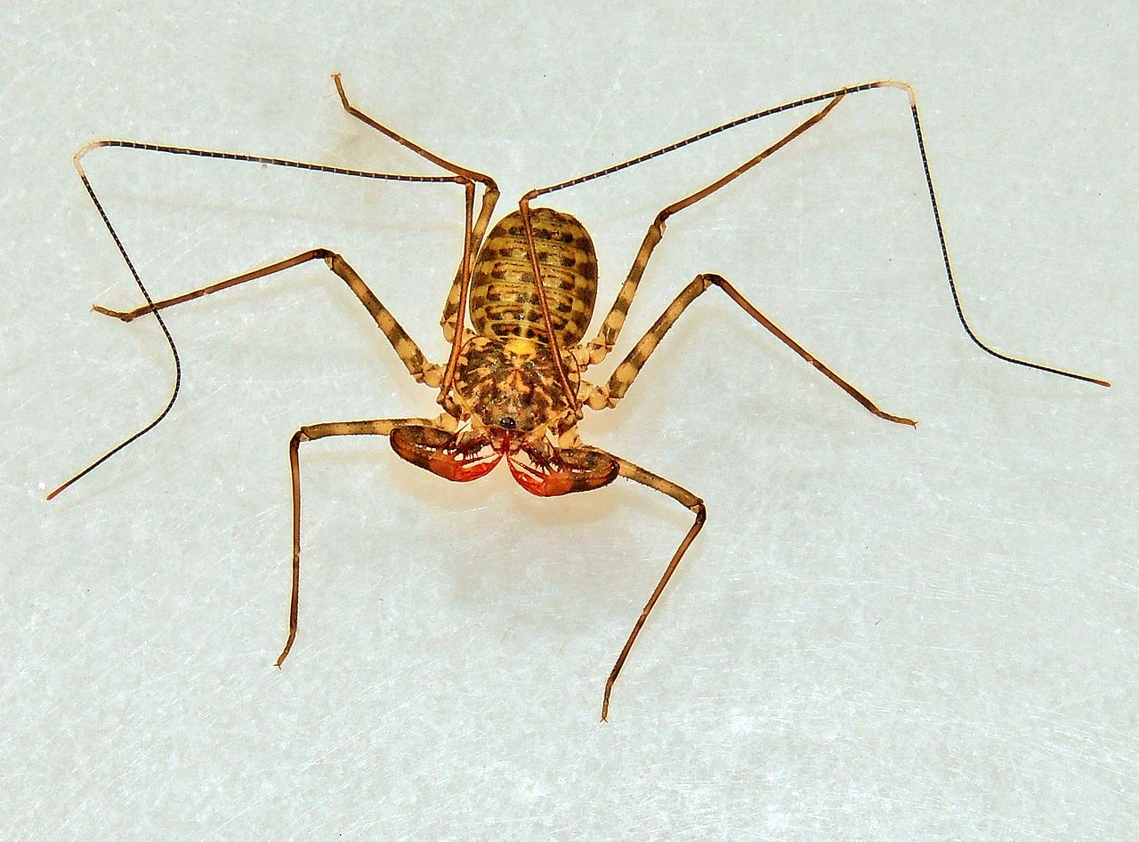 A whip spider (Amblypygidae). Note the thin and long second walking legs used as antennae. Body length 5cm