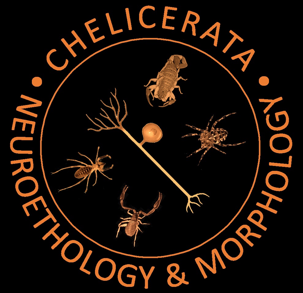 Logo of the Chelicerate Work group We work on the Neuroethology and Morphology in different taxa of chelicerates