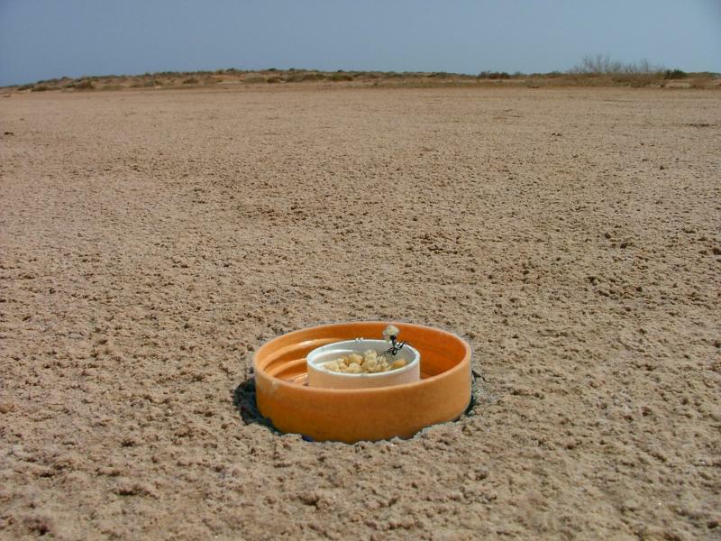 Salt pan biotope in Tunisia with a feeding station for Cataglyphis desert ants in the foreground; a forager ant has grabbed a biscuit crumb in the feeding station