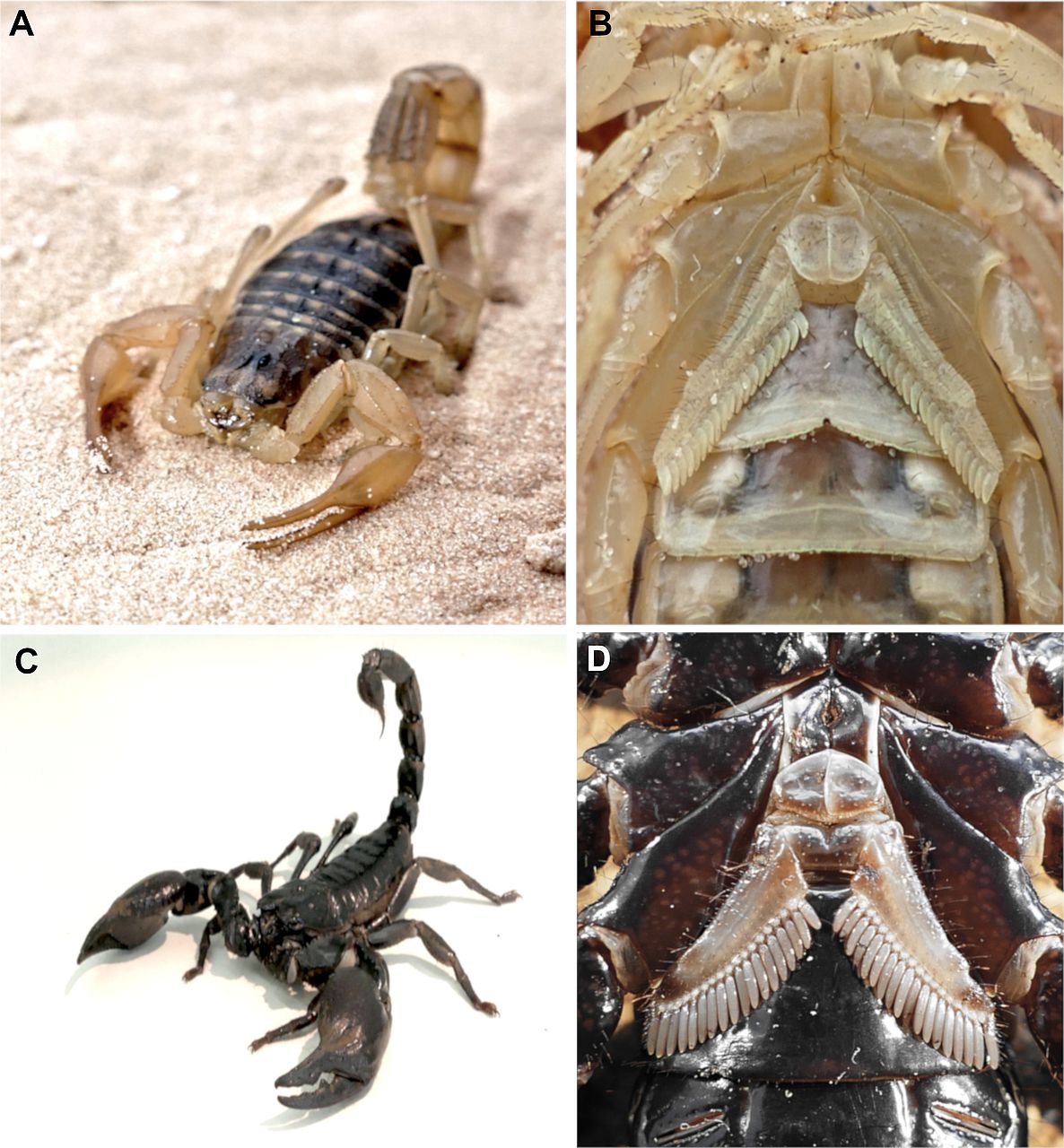 Scorpion species examined and their pectines. A: Mesobuthus on sandy ground. B: Paired pectine organ of Mesobuthus, ventral orientation. C: Heterometrus petersii in defence position. D: Paired pectine organ of Heterometrus petersii, ventral orientation