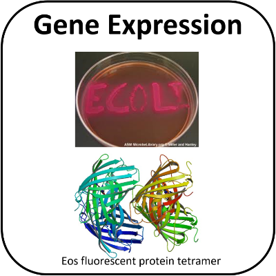 Gene expression