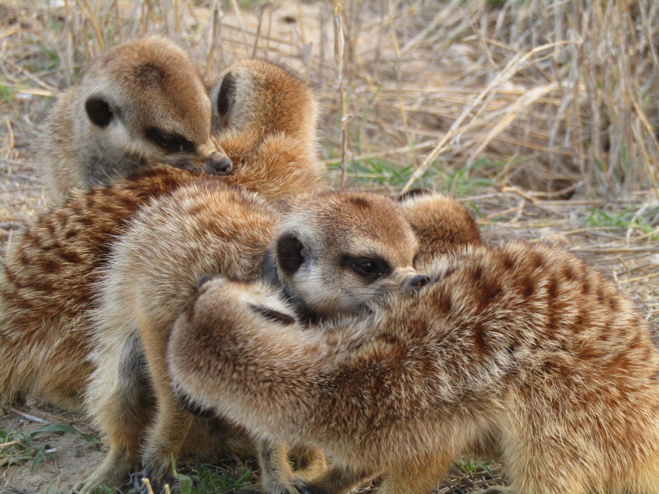 Eine Gruppe Erdmännchen