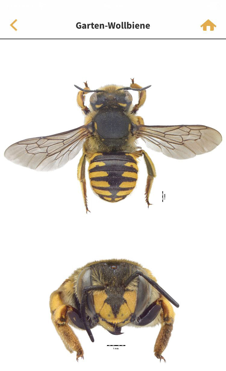 Garten-Wollbiene in der App "Wildbienen Id BienABest"