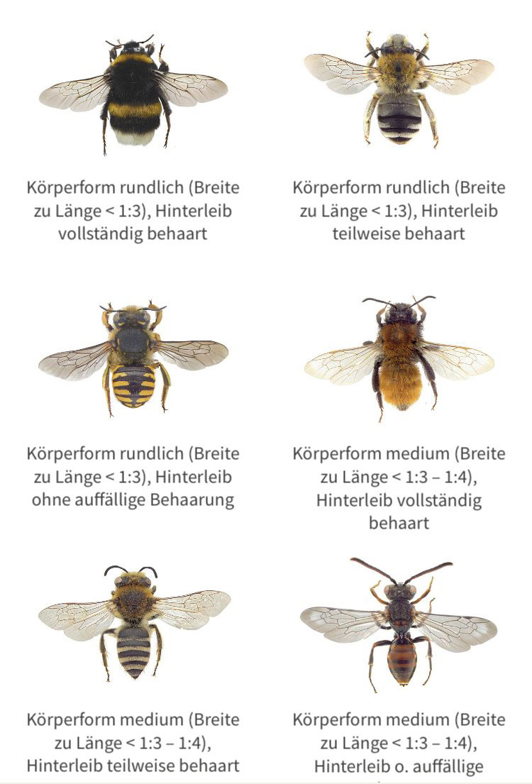 verschiedene Wildbienenarten können mittels App bestimmt werden