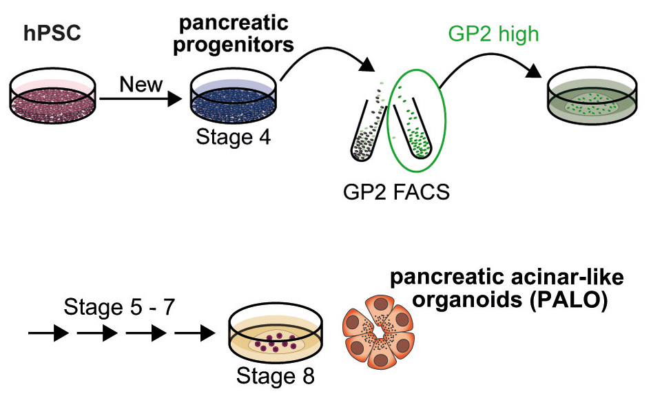 Erklärgrafik azinäre Pankreaszellen 