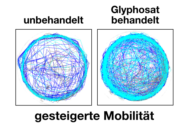 gesteigerte Mobilität der Glyphosat-Kaulquappen 
