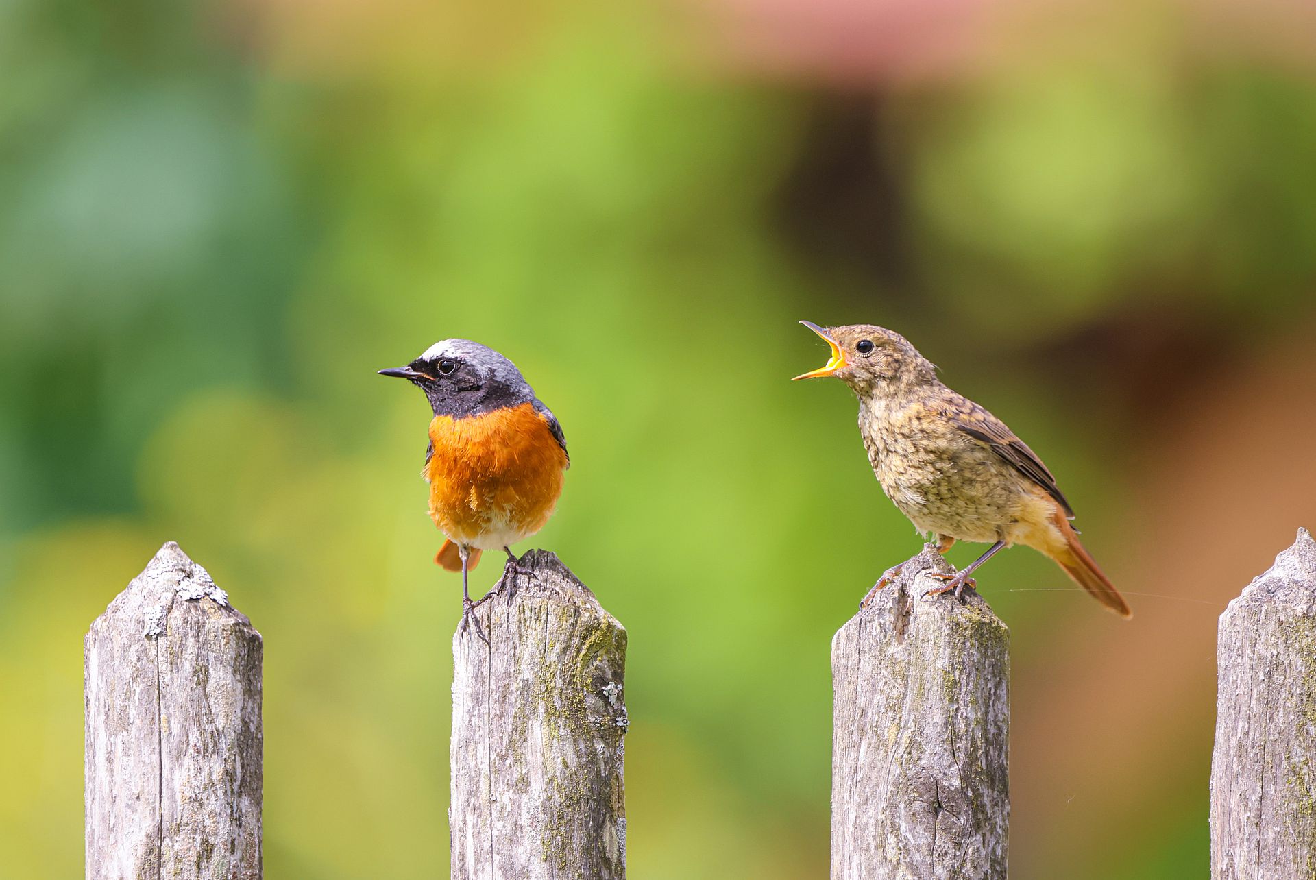 Zwei Vögel auf einem Gartenzaun