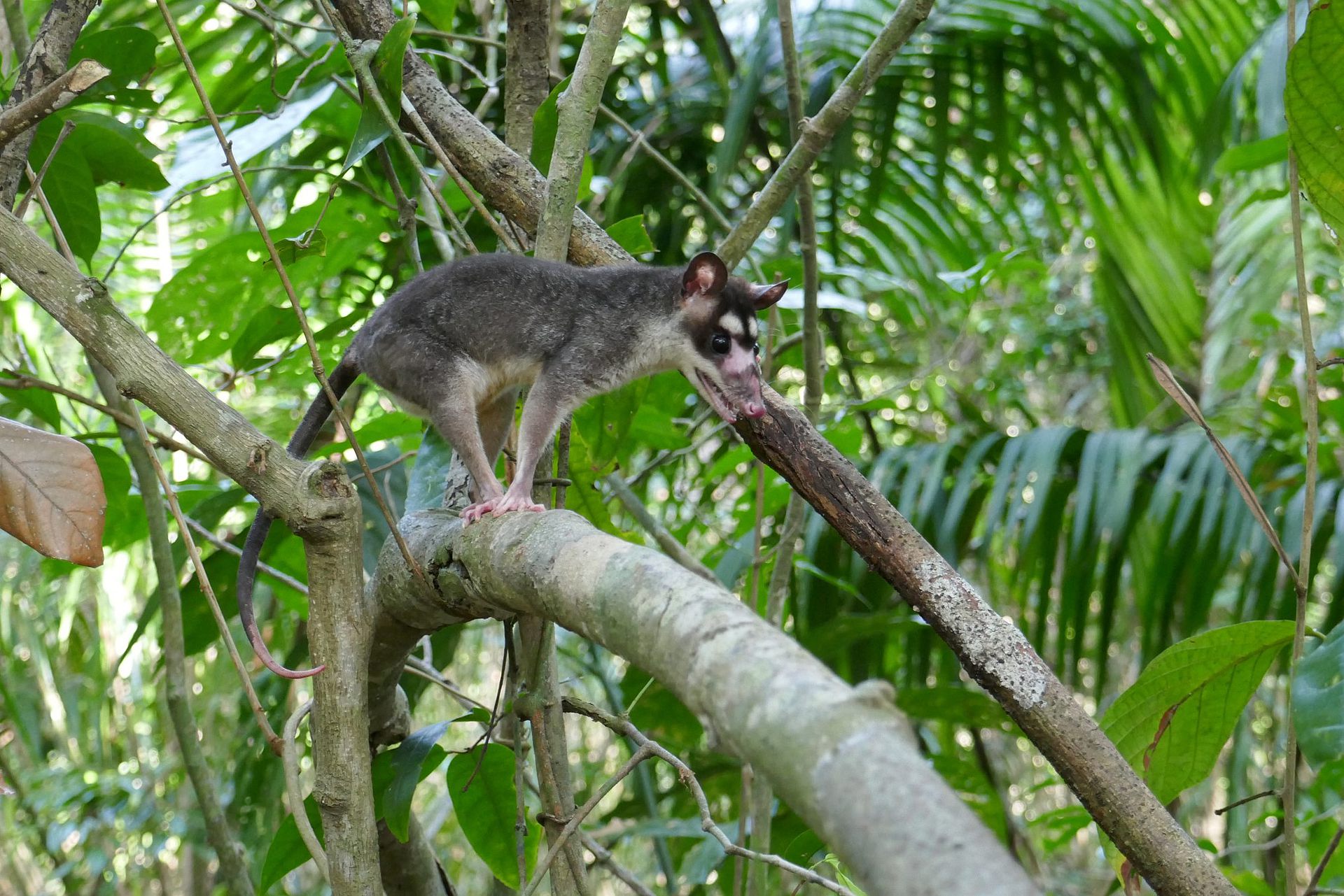 Ein Opossum auf einem dicken Ast, im Hintergrund tropische Pflanzen