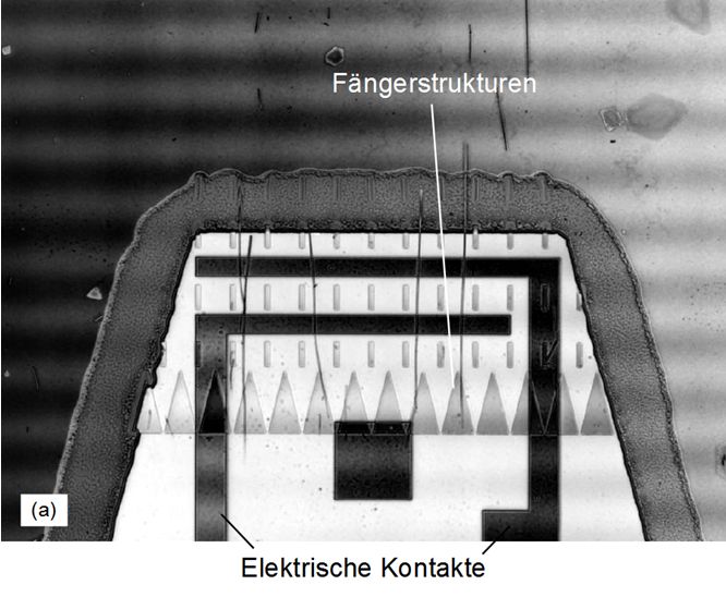 Nanodraht auf Si mit Fängerstrukturen