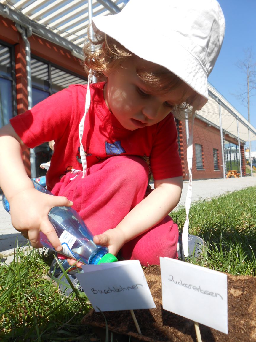 Kindergartenmädchen gießt mit Wasserflasche Buschbohnen und Zuckererbsen